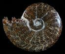 Polished, Agatized Ammonite (Cleoniceras) - Madagascar #54417-1